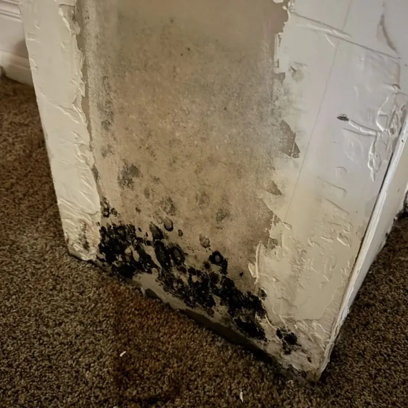 Professional Mold Removal in New Smyrna Beach, FL